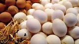 تخم مرغ فله ای