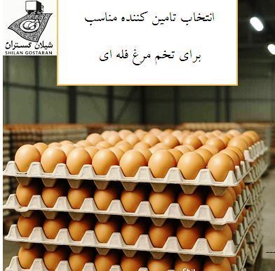 bulk egg in Iran