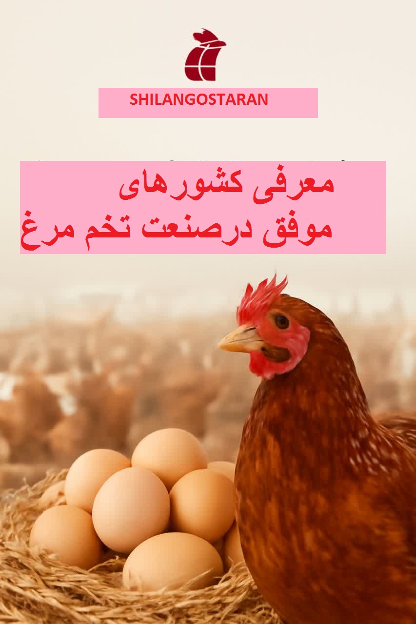 صنعت تخم مرغ